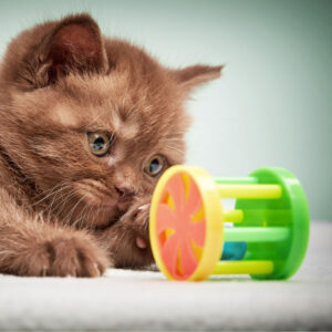 young kitten playing with a puzzle toy-1