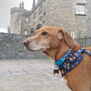 joey the dog at the castle park in kilkenny