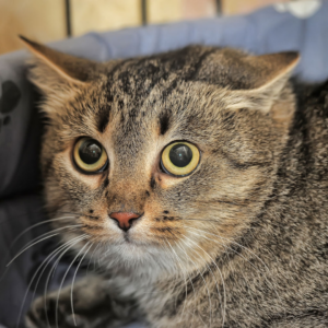 close up of tabby cat with flattened ears, eyes wide and pupils dilated
