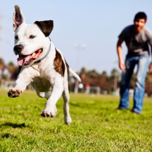 happy bulldog running in a field, leaping into te air as the male owner looks happily on in a blurred background
