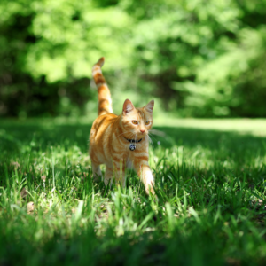 orange tabby cat wandering outdoors in a forest of green, wearing a red collar with a bell