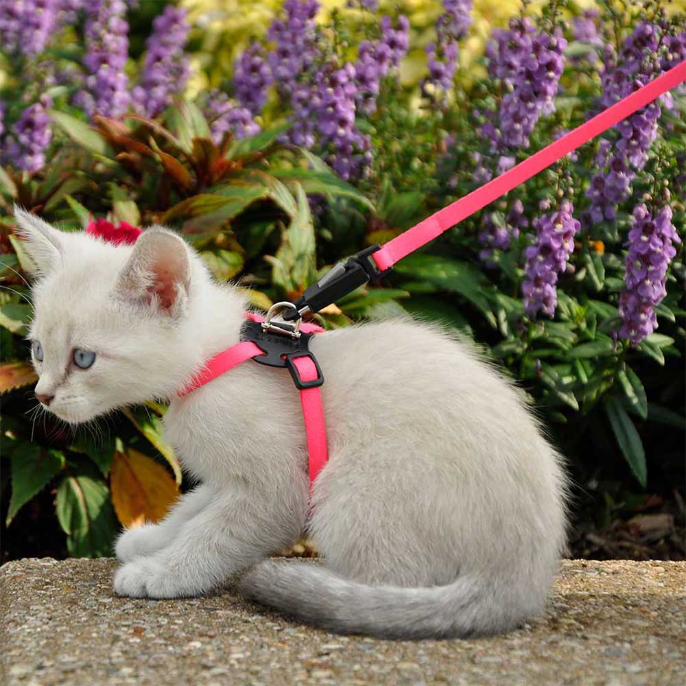 LI’L PALS Kitten Harness & Lead, Neon Pink