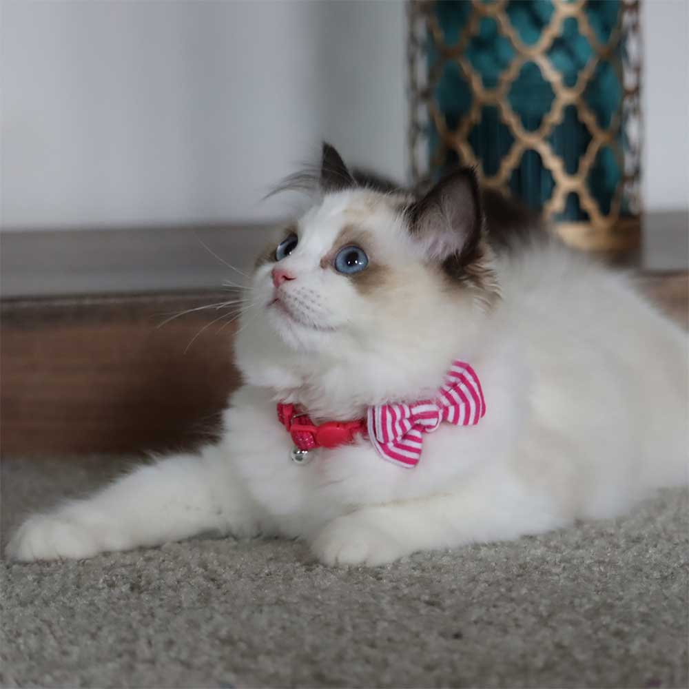 LI’L PALS Kitten Embellishment Collar, Pink with Stripe Bow