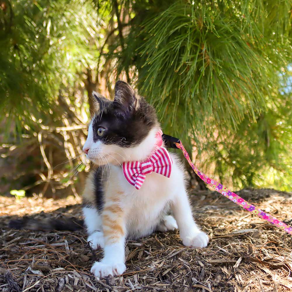 LI’L PALS Kitten Embellishment Collar, Pink with Stripe Bow