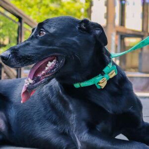 ACCENT Dog Collar Accessory, Metallic Green Bowtie