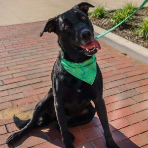 ACCENT Over-The-Collar Dog Bandana, Green Leaves