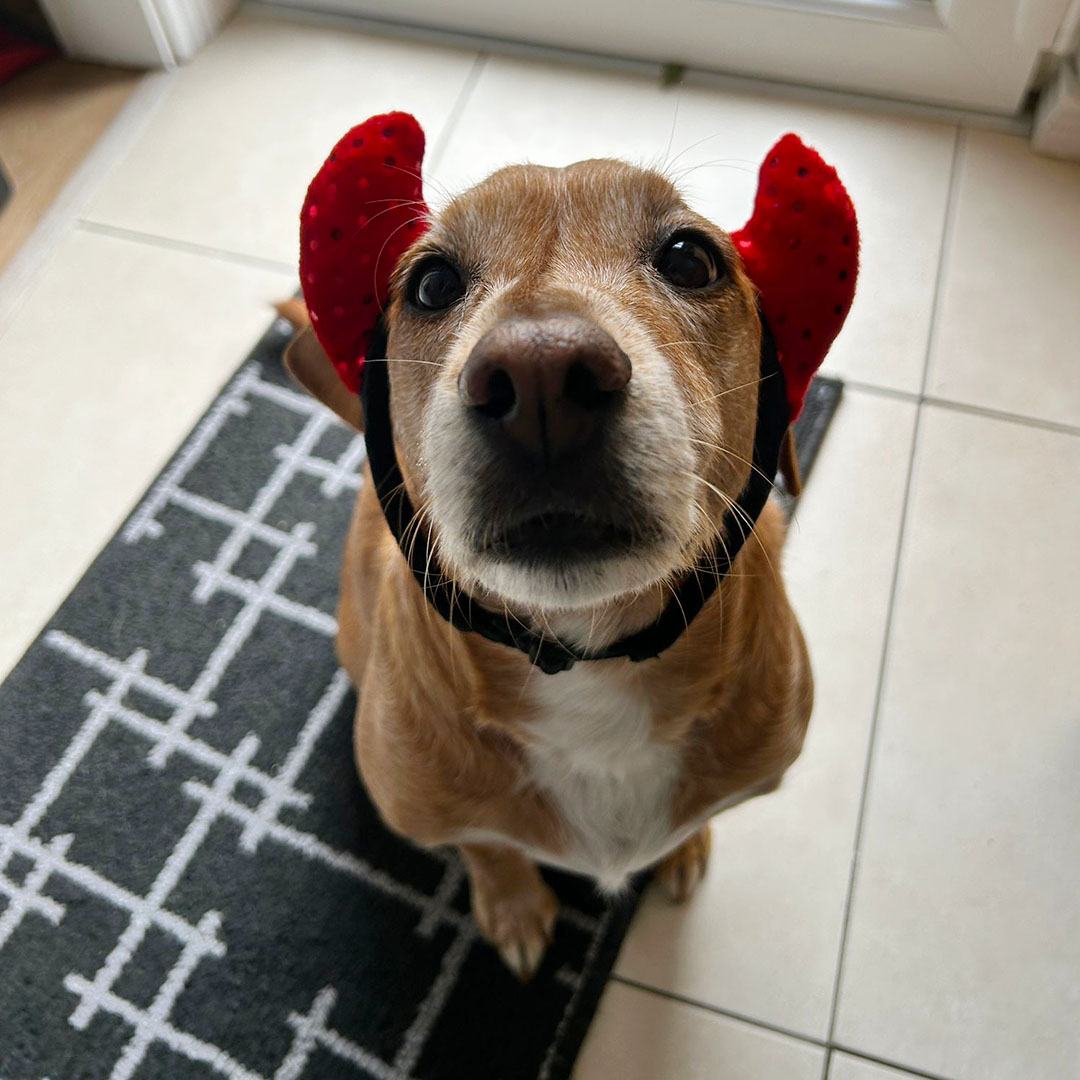 Halloween Devil Headband For Dogs, M/l