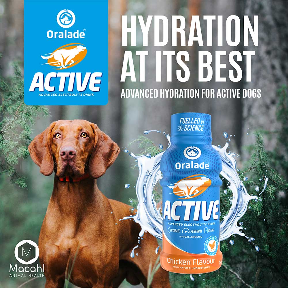 ORALADE Active Electrolyte Drink for Dogs, Chicken