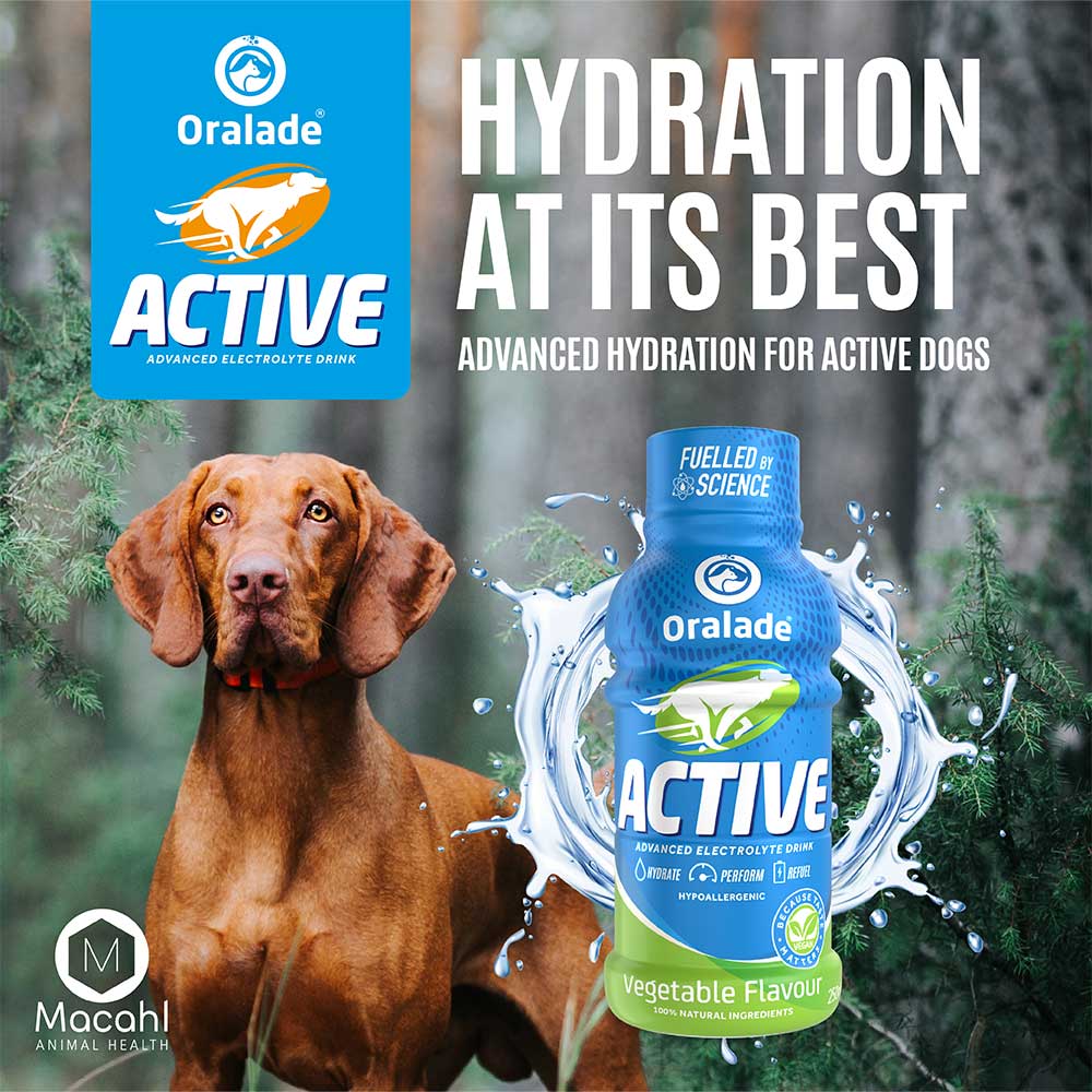 Oralade Active Electrolyte Drink For Dogs, Vegetable