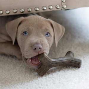 BENEBONE Puppy Pack Maplestick/Zaggler Bacon, Tiny