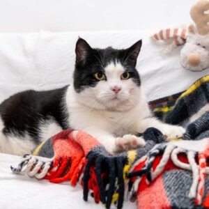 a black and white cat lies on a sofa and kneads a checkered wool blanket with his paws