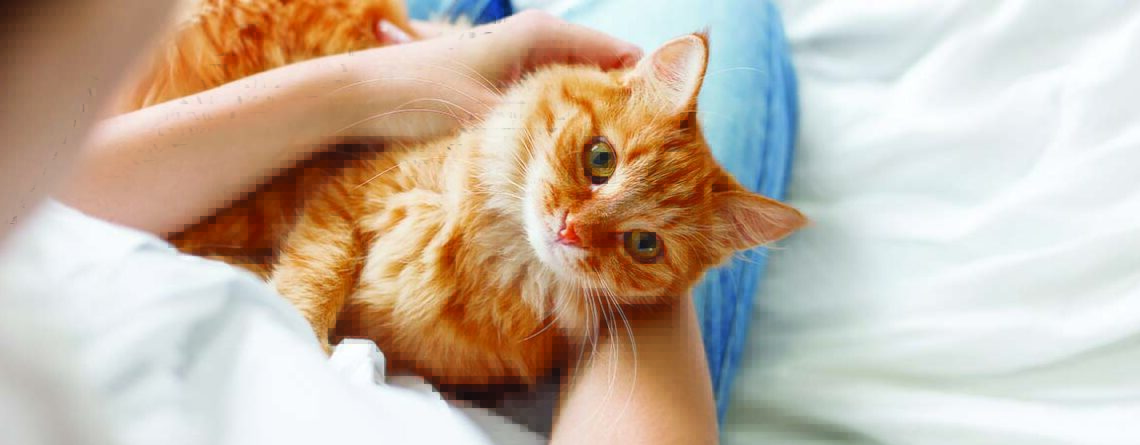 Ginger cat lies on woman's hands. The fluffy pet comfortably settled to sleep or to play. Cute cozy background with place for text. Morning at home. Soft focus.