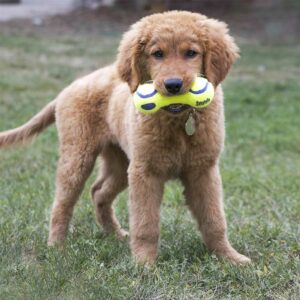 KONG AirDog Squeaker Dumbbell, Large
