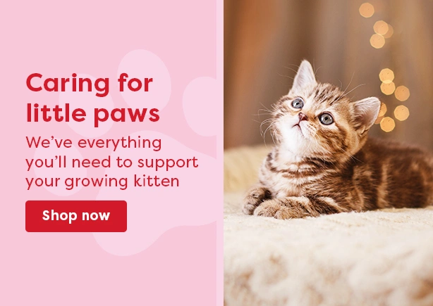cat kitten_generic_614x435_december25