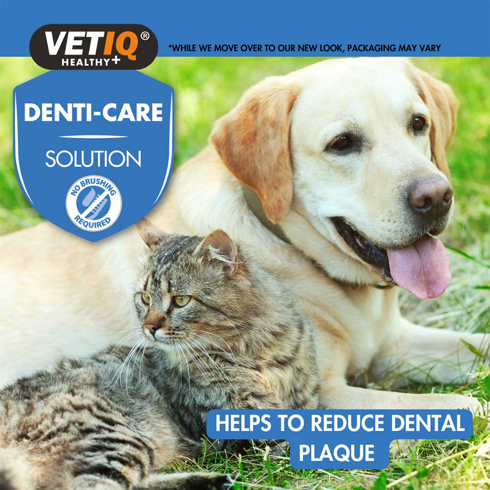 Vetiq Denti Care Solution, 250ml