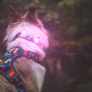 TWIGGY TAGS TrekBright Dog Safety Light