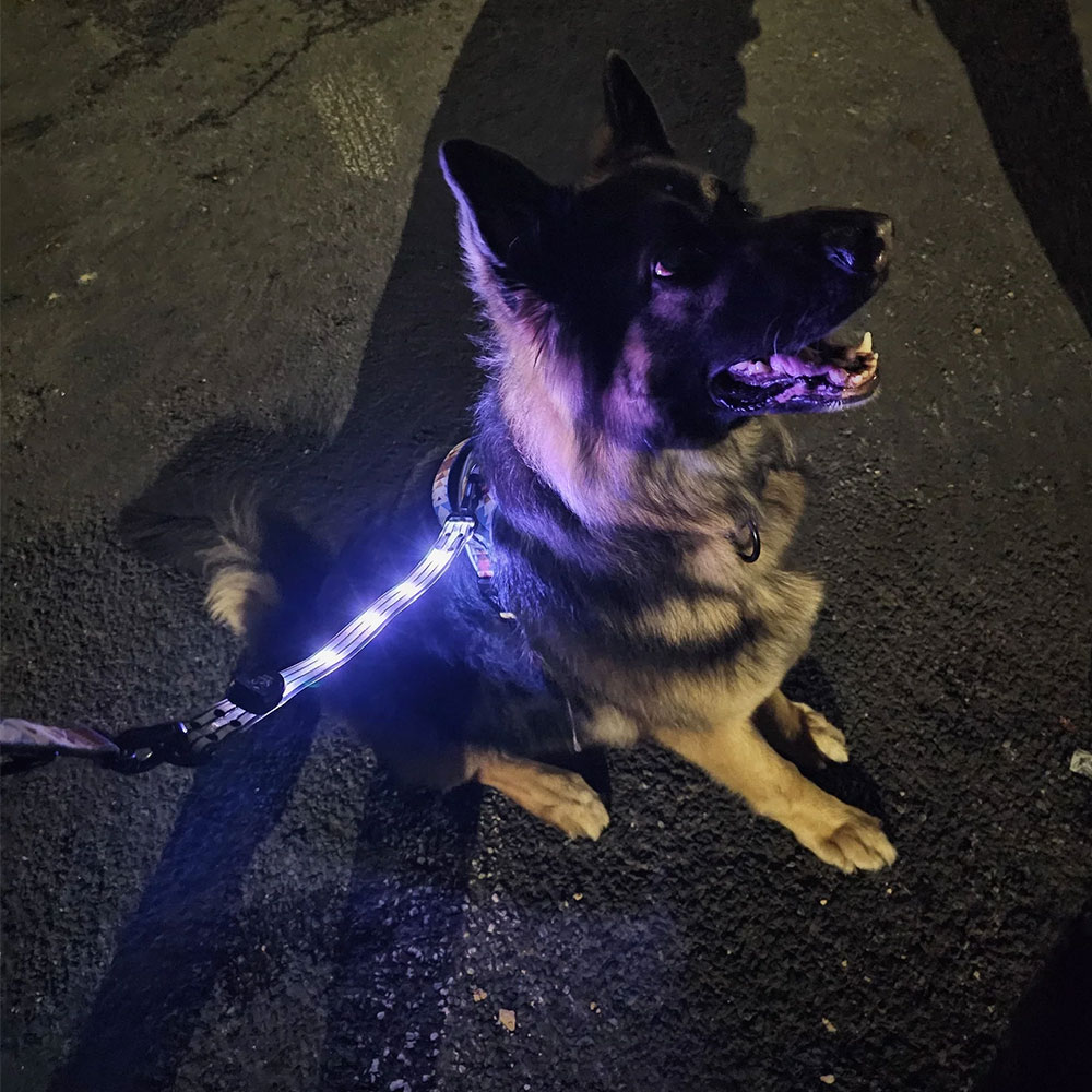 Twiggy Tags Trekbright Light Up Lead Extension