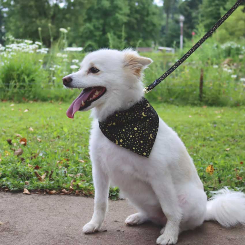 ACCENT Metallic Over The Collar Dog Bandana, Galaxy