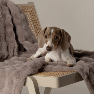 SCRUFFS My First Bed Cloud Puppy & Kitten Calming Blanket Grey, 100x70cm